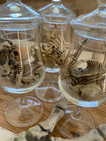 Mini Skeletons in a Jar